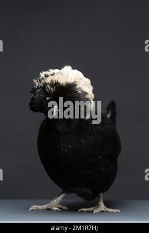 A Black Polish Chicken against a dark background Stock Photo