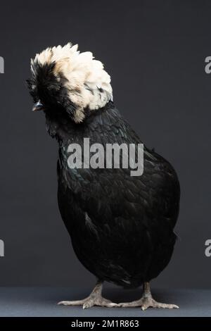 A Black Polish Chicken against a dark background Stock Photo