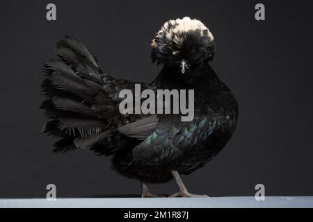 A Black Polish Chicken against a dark background Stock Photo