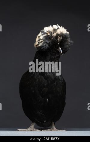 A Black Polish Chicken against a dark background Stock Photo