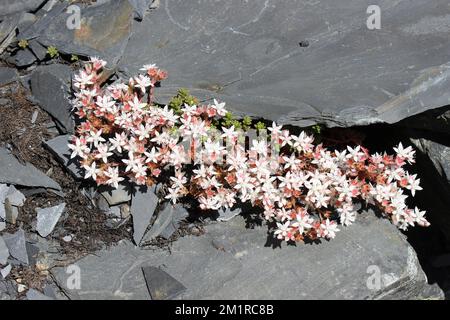 White Stonecrop Sedum album Growing Amongst Waste Slate From Former Cwmorthin Quarry, Wales Stock Photo