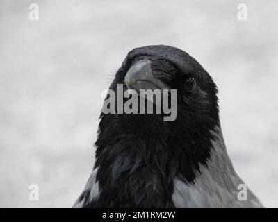 Hooded crow close up portrait. Corvus cornix Stock Photo