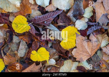 Closeup view of colorful fallen autumn leaves with hoar frost Stock Photo