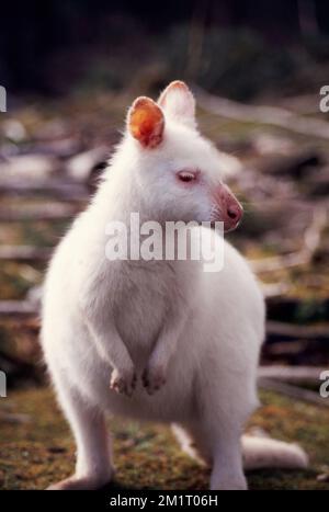 Notamacropus - grey wallaby - albino Stock Photo