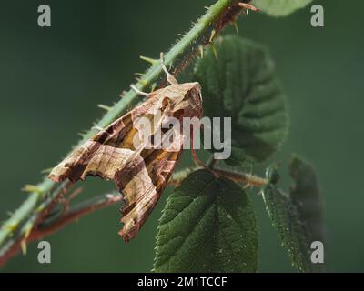 Angle Shades moth (Phlogophora meticulosa) perched on bramble. Tipperary, Ireland Stock Photo