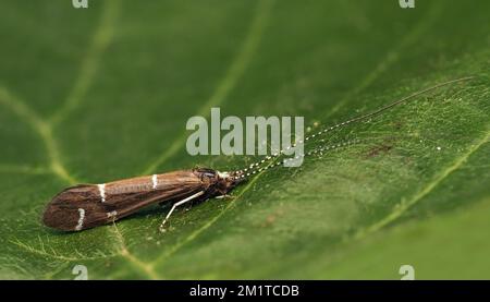 Athripsodes albifrons Caddisfly resting on top of oak leaf. Tipperary, Ireland Stock Photo