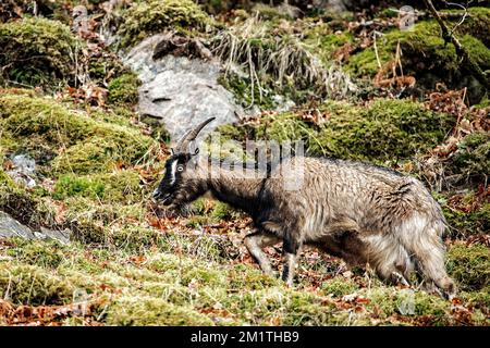 Feral Mountain Goat on a hillside in the Highlands of Scotland. Stock Photo