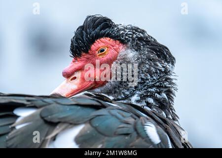 Muscovy Duck close up head shot with shallow depth of field Stock Photo