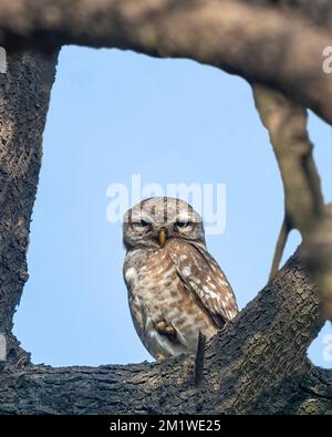 A Spotted Owl resting on a tree and looking down Stock Photo