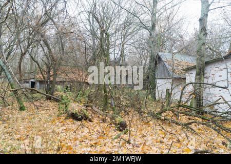Extrange autumn forest with abandonated white ceramic roof houses at chernobyl disaster exclusion zone Stock Photo