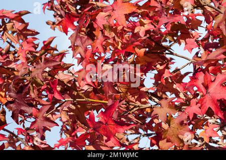 Red leaves against an indigo blue sky Stock Photo