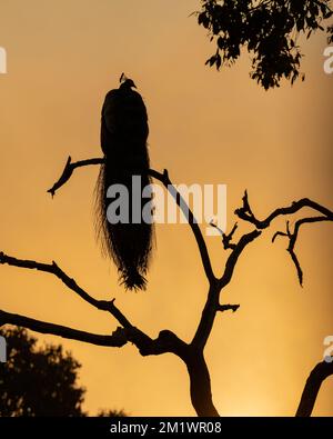 Silhouette of Peacock in Kabani , India Stock Photo