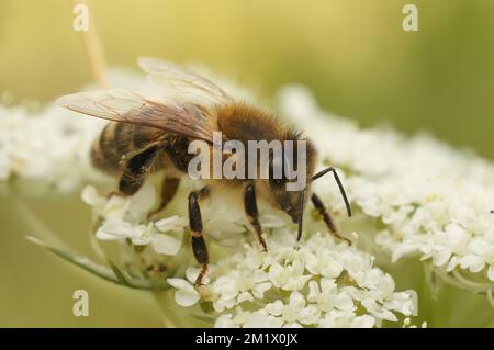 A closeup of Apis mellifera or European honey bee pollinating white flowers Stock Photo