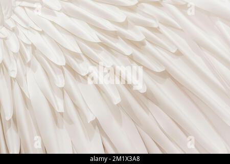 Abstract black feather background, texture with copy space Stock Photo