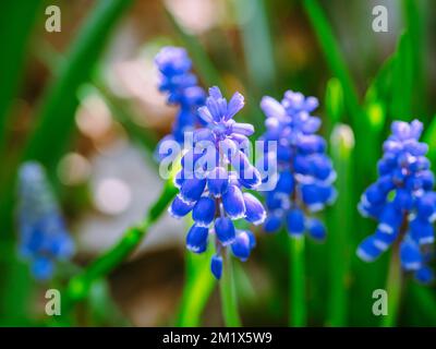 Close up of flowering Muscari (Grape Hyacinth) in spring Stock Photo