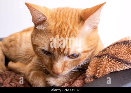 Red cat with a judgmental arrogant look close up Stock Photo