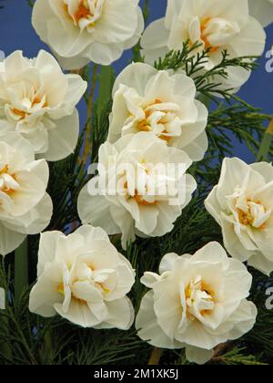 A bouquet of white and yellow Double daffodils (Narcissus) Acropolis on an exhibition in May Stock Photo