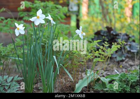 White with orange-yellow cups Poeticus daffodils (Narcissus) Actaea bloom in a garden in May Stock Photo