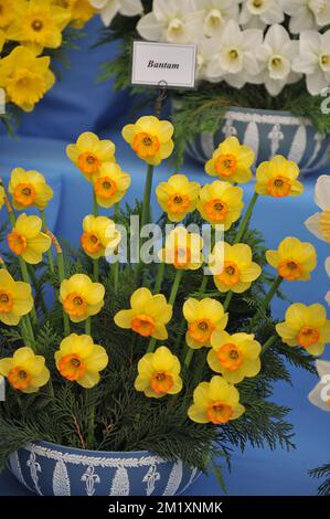 A bouquet of yellow and orange Large-Cupped daffodils (Narcissus) Bantam on an exhibition in May Stock Photo