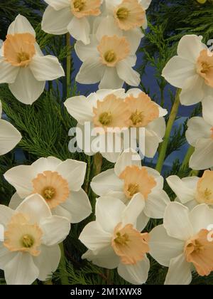 A bouquet of yellow and orange Large-Cupped daffodils (Narcissus) Chromacolor on an exhibition in May Stock Photo