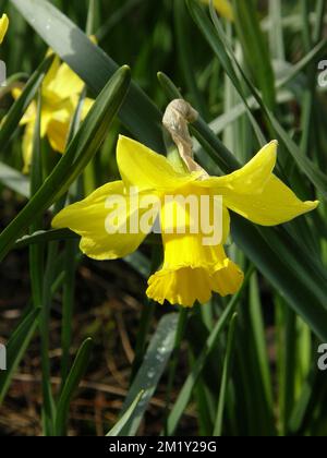 Yellow Trumpet daffodils (Narcissus) February Gold bloom in a garden in March Stock Photo