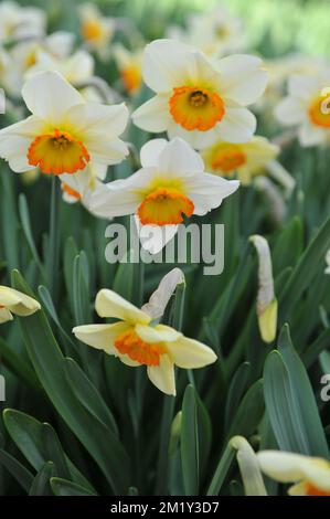 White and orange Large-Cupped daffodils (Narcissus) Flower Record bloom in a garden in April Stock Photo