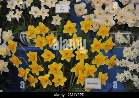 A bouquet of yellow and orange Large-Cupped daffodils (Narcissus) Fly Half on an exhibition in May Stock Photo