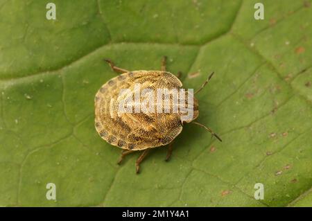 A closeup of tortoise bug on green leaf Stock Photo
