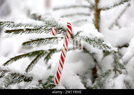 Christmas candy cane hanging on a fir tree branch covered with snow. Fairy winter forest, background for New Year celebration, cold weather Stock Photo