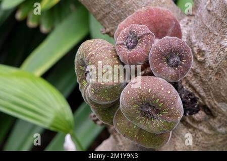 Elephant ear fig tree also known as ficus auriculata or roxbourgh fig with a cluster of its unusual glabrescent fruit attached to the trunk Stock Photo