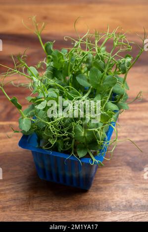Young green sprouts of affilla cress growing in blue plastic box Stock Photo