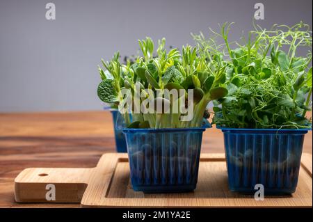 Healthy food, young sprouts plants of green garden cress and lupin ready for consumption growing in blue plastic box close up Stock Photo