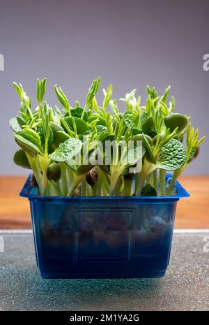 Healthy food, young sprouts plants of green garden cress and lupin ready for consumption growing in blue plastic box close up Stock Photo