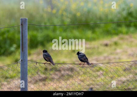 Photograph of two small black birds standing on a rusty wire fence near a steel fence post in the sunshine Stock Photo