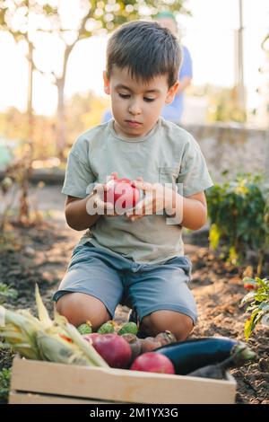Boy holding in his hands a red tomatoe, sitting near a wooden box with lot of vegetables harvest from the garden. Green nature. Farm organic autumn Stock Photo