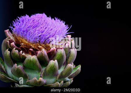 A macro shot of a globe artichoke head with a flower in bloom against a black background Stock Photo