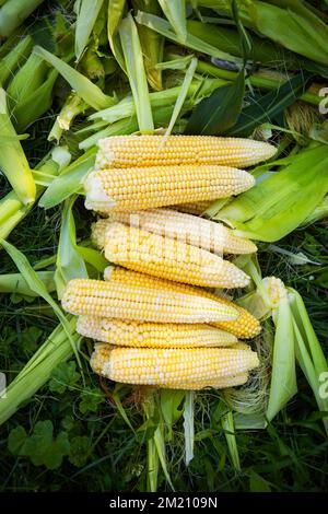 Collecting young corn in summer. Harvesting from the vegetable garden. Agriculture. Close-up Stock Photo