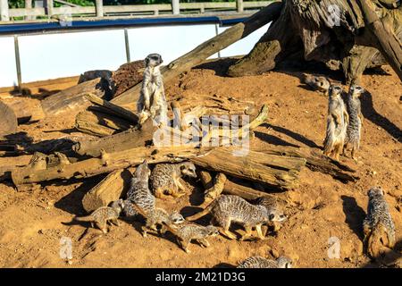 Meerkats in an enclosure at Jimmy's Farm & Wildlife Park, Suffolk, UK Stock Photo