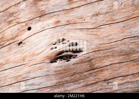 interesting knots in a fallen tree Stock Photo