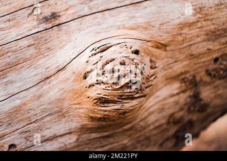 interesting knots in a fallen tree Stock Photo