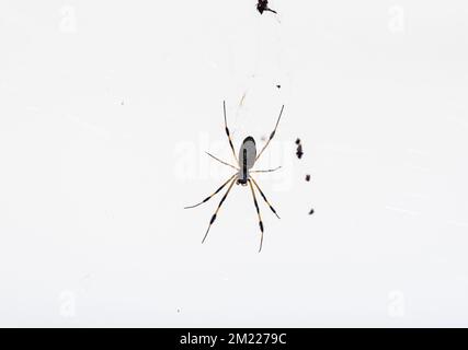 Female Golden Silk spider (Trichonephila/ Nephila clavipes) on her web Stock Photo