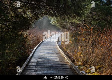 Mystic journey ahead, a quiet lane on a beautiful forest with stream. Beautiful wooden path trail for nature trekking. Boardwalk through the rain fore Stock Photo