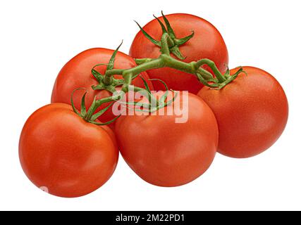 Tomato branch isolated on white background Stock Photo
