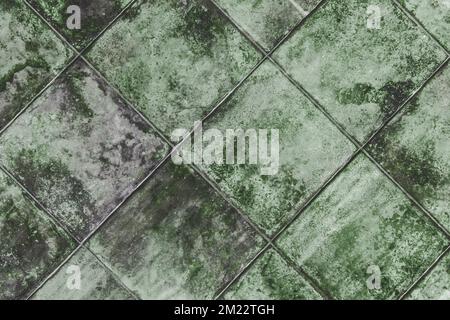 Mold texture tile fungus old green dirty background wall lichen grunge mildew surface. Stock Photo