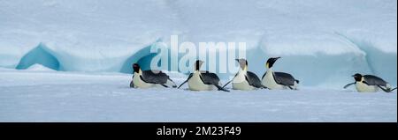 Antarctica, Weddell Sea, Snow Hill Island, Snow Hill colony. Emperor penguins toboggining (Aptenodytes fosteri) Stock Photo