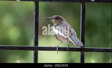 A closeup shot of an Oriental magpie-robin, standing on a fence of a window Stock Photo