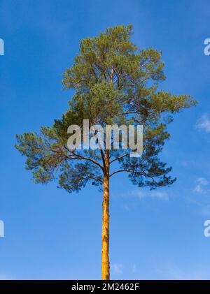 Lonely tall pine. Blue sky. Bottom view. Stock Photo