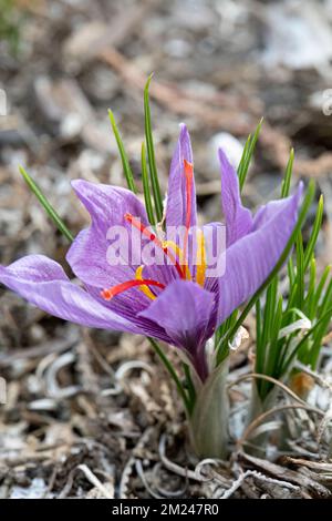 Saffron Crocus (Crocus sativus), AKA: Autumn crocus in bloom. Its stigmas are known as the spice saffron. Stock Photo