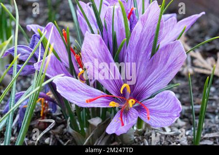 Saffron Crocus (Crocus sativus), AKA: Autumn crocus in bloom. Its stigmas are known as the spice saffron. Stock Photo