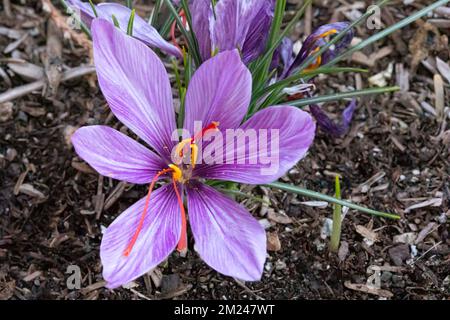 Saffron Crocus (Crocus sativus), AKA: Autumn crocus in bloom. Its stigmas are known as the spice saffron. Stock Photo